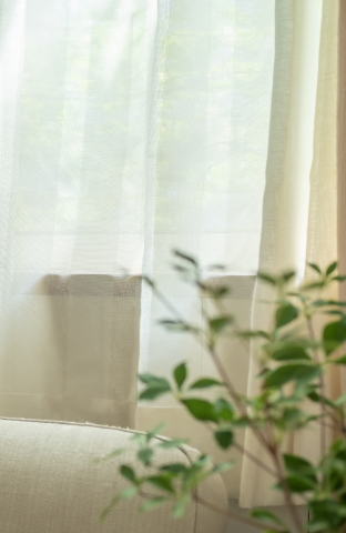 カーテンと観葉植物